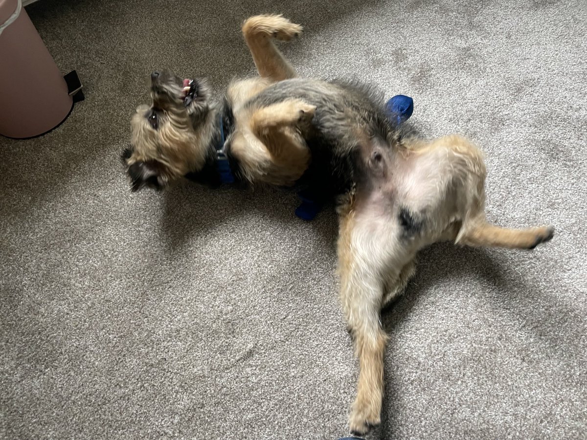 HomesChristineH's tweet image. Hard stare post fur-cut…floof removal…recovery snooze…#Benedict #BTPosse ⁦@revdlouisjj⁩