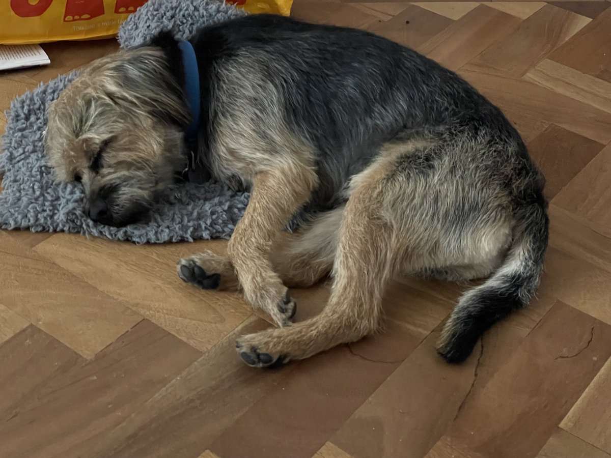HomesChristineH's tweet image. Hard stare post fur-cut…floof removal…recovery snooze…#Benedict #BTPosse ⁦@revdlouisjj⁩