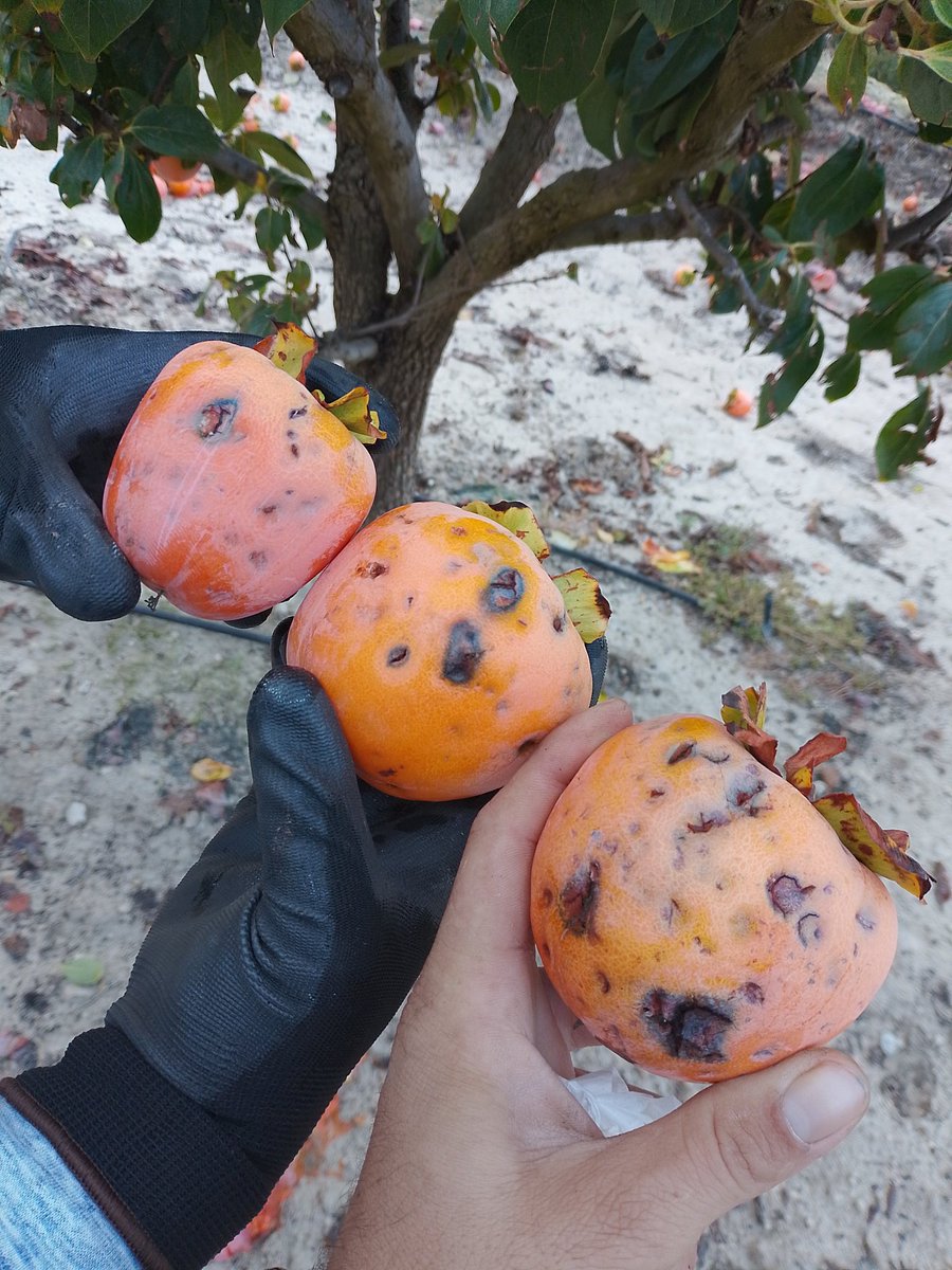 Aielo de malferit. Kakis tocados por el granizo
