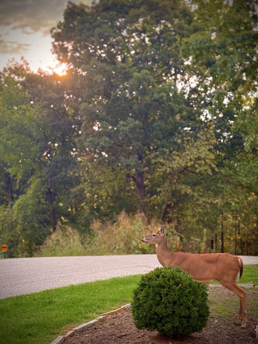 toddmccandless's tweet photo. #dawnpatrol #dogwatch https://t.co/be9VO0al0v