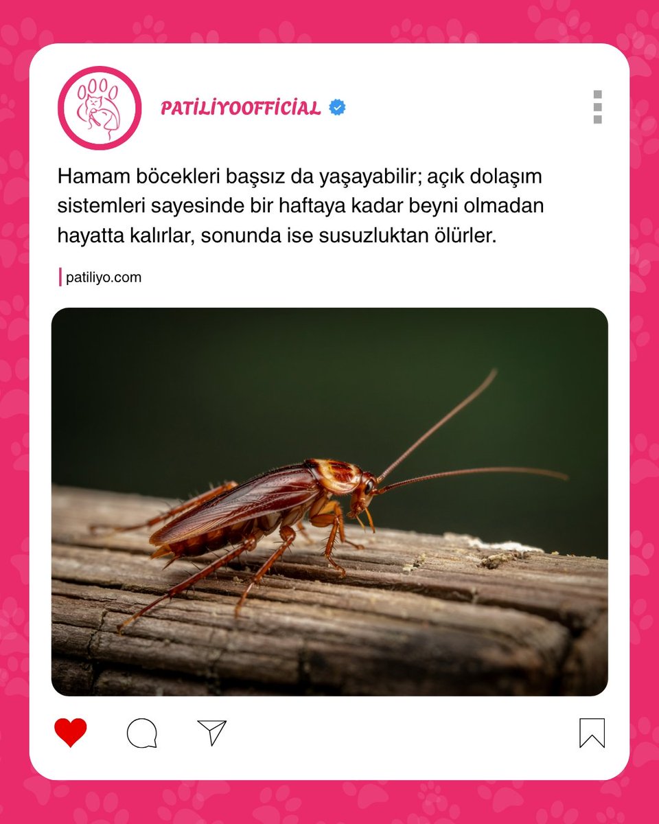Hamam böceği görünce tiksiniyor musun ?