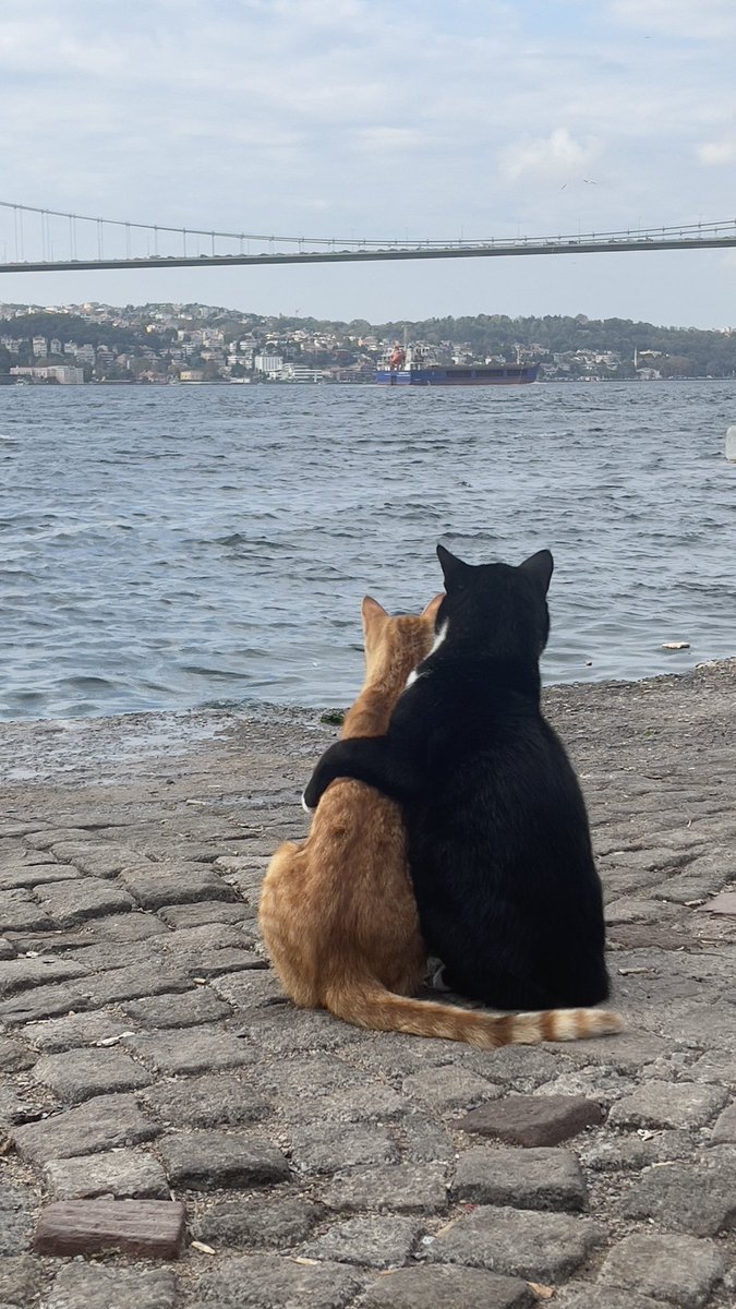 zehra_ergul's tweet photo. Boğaziçi’ni seyre dalmış iki sakin…#İstanbul #Boğaziçi #CatsOfIstanbul 
#engüzelbiyer https://t.co/0SrdJDgE8X