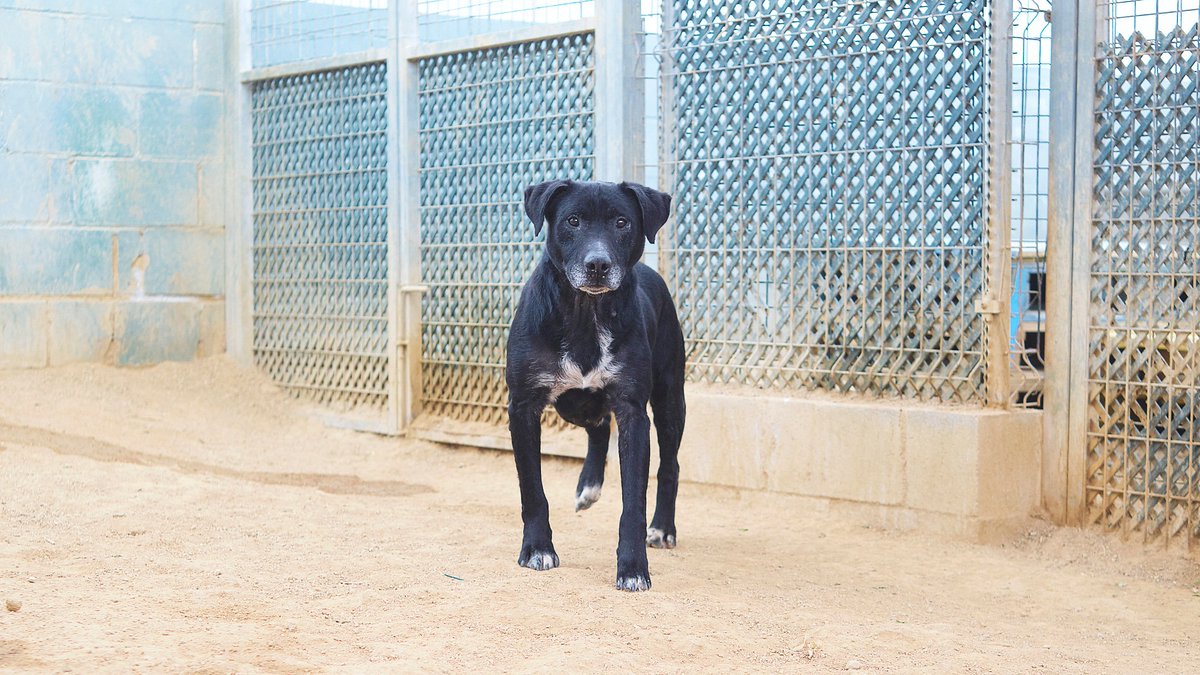 SosAbuelos1's tweet image. #Barcelona
#ROCKY tiene 12 años y medio, es un buen perro que está pagando el precio del abandono desde mucho antes de llegar a la prote💔

Vivía desatendido en un descampado. Solo veía a alguien cuando le llevaban agua o comida… y no era cada día....

Tímido, con miedo a los…