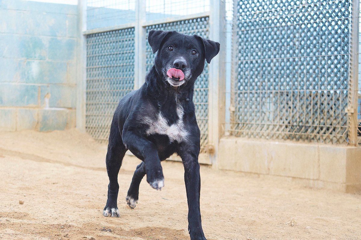 SosAbuelos1's tweet image. #Barcelona
#ROCKY tiene 12 años y medio, es un buen perro que está pagando el precio del abandono desde mucho antes de llegar a la prote💔

Vivía desatendido en un descampado. Solo veía a alguien cuando le llevaban agua o comida… y no era cada día....

Tímido, con miedo a los…