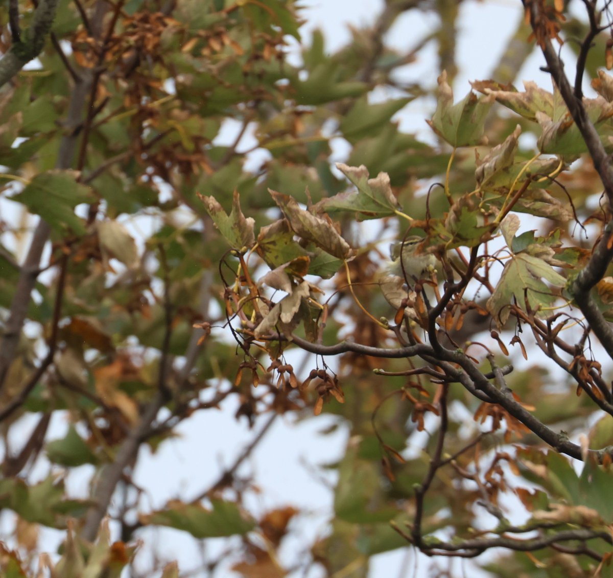No luck with the Raddes Warbler yesterday at Reculver (great find by MH) but did have good views of the Yellow-browed Warbler, although only managed a record shot 😊