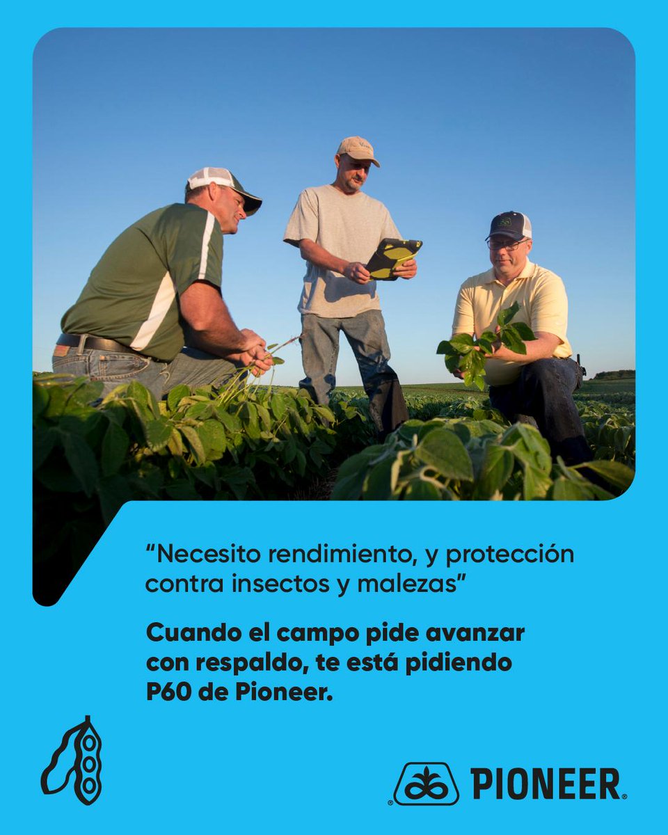 P60A01SCE: la variedad grupo VI con tecnología Conkesta, para planteos de avanzada.