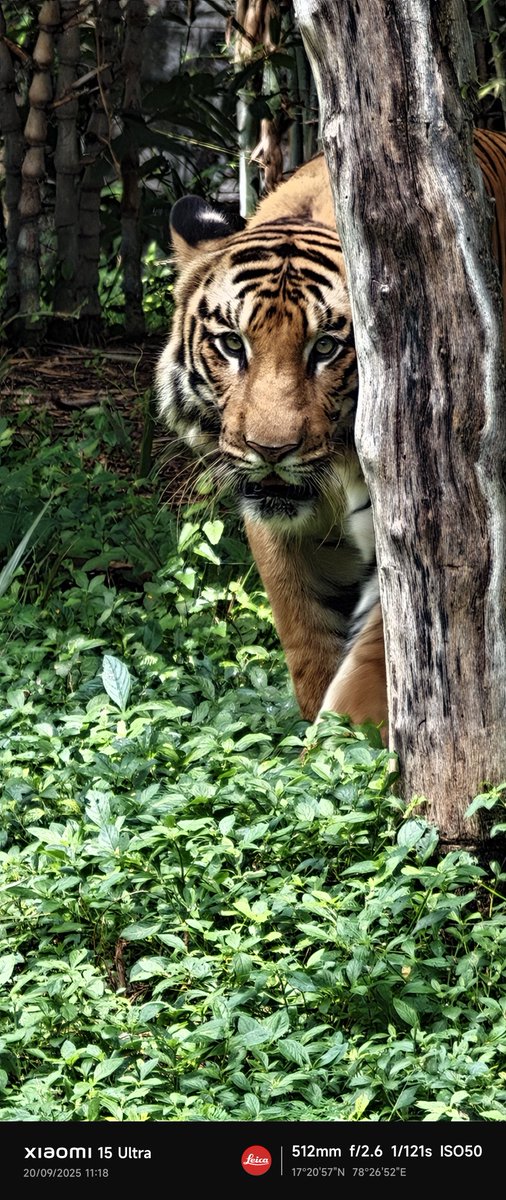 muvr's tweet photo. @aaraynsh Clicks using using @Xiaomi15Ultra @Xiaomi @leica_camera https://t.co/JthiLWAYtc