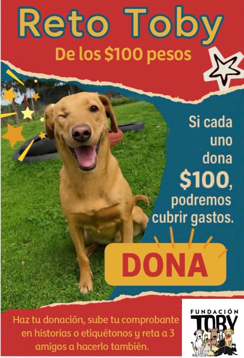 Fundación Toby tweet media