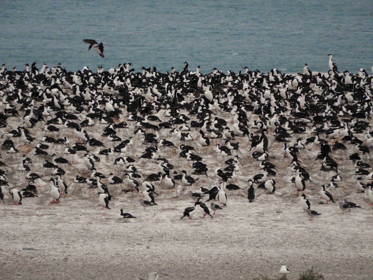 Isla del Guano con su colonia de alrededor de 8 mil cormoranes imperiales nidificando
