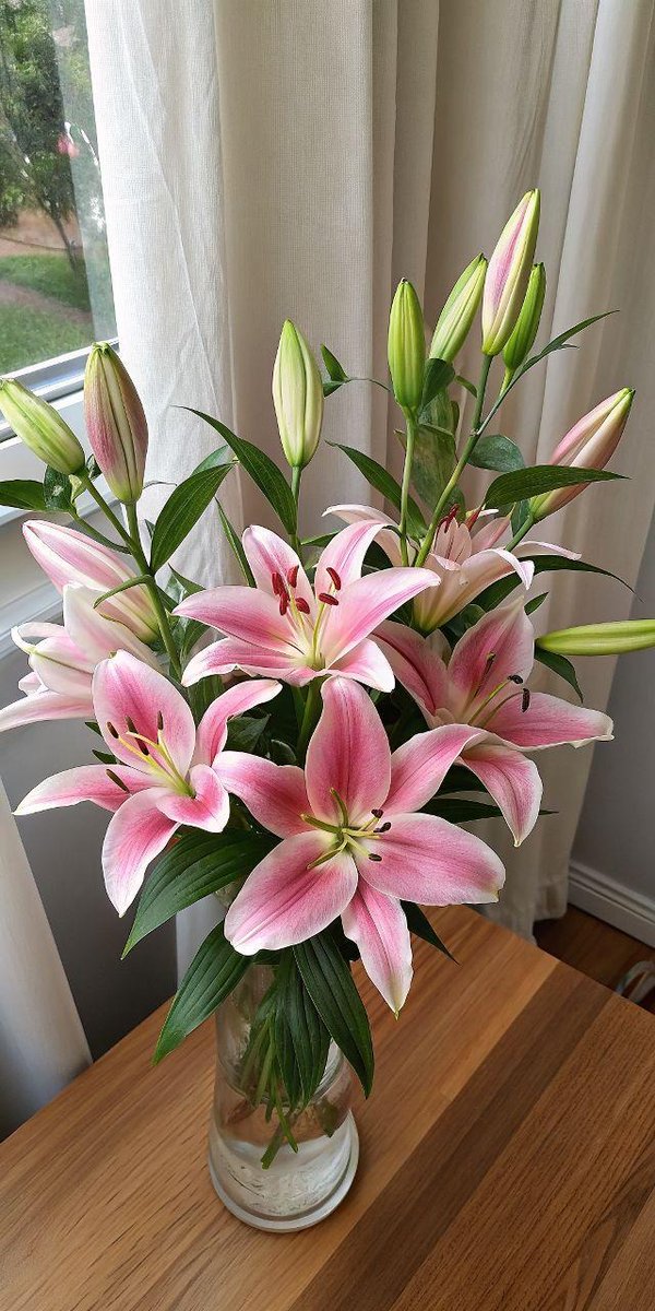 siromaya's tweet image. Very beautiful lily flowers🌷
#flowerday