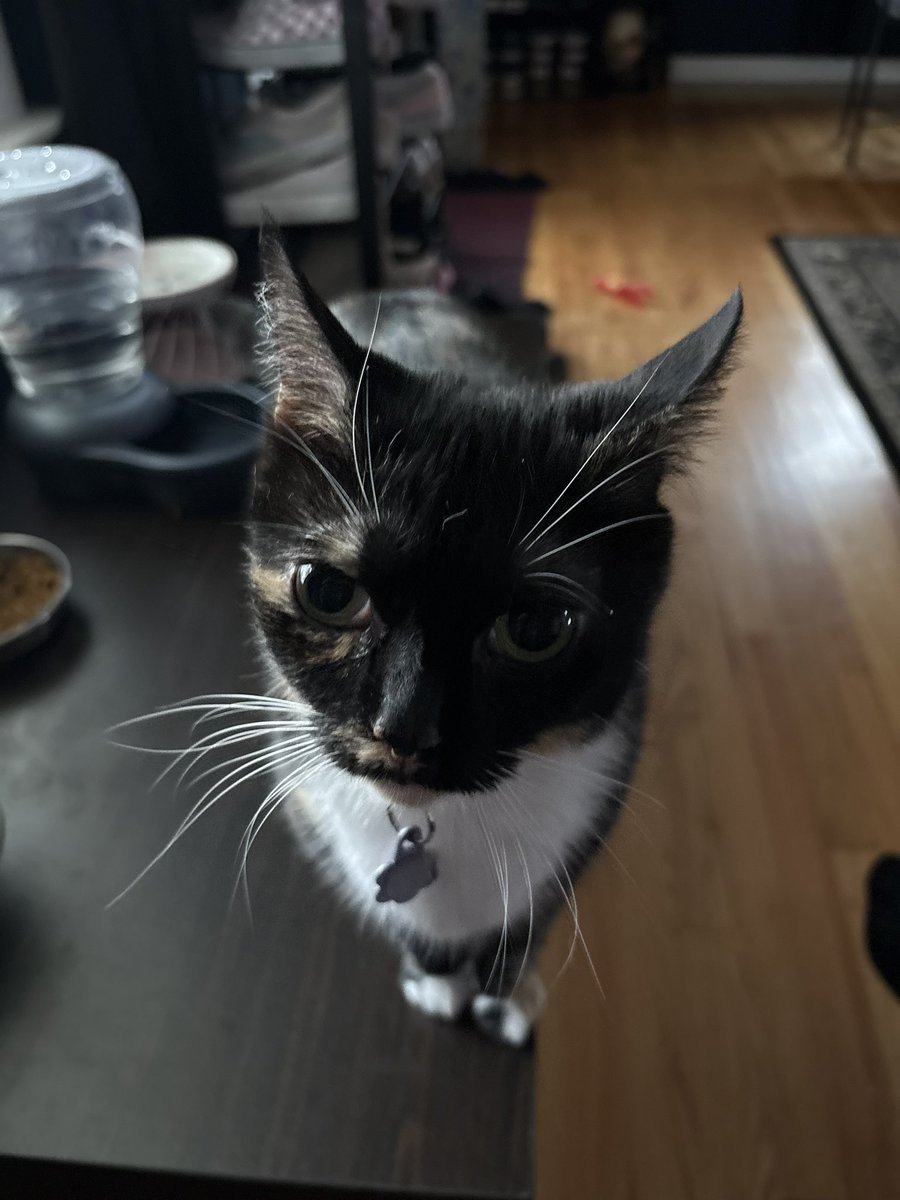 cubedacat's tweet image. Play Toys With Me