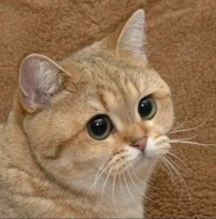 Kralezz the Kralezz 🤴 tweet media