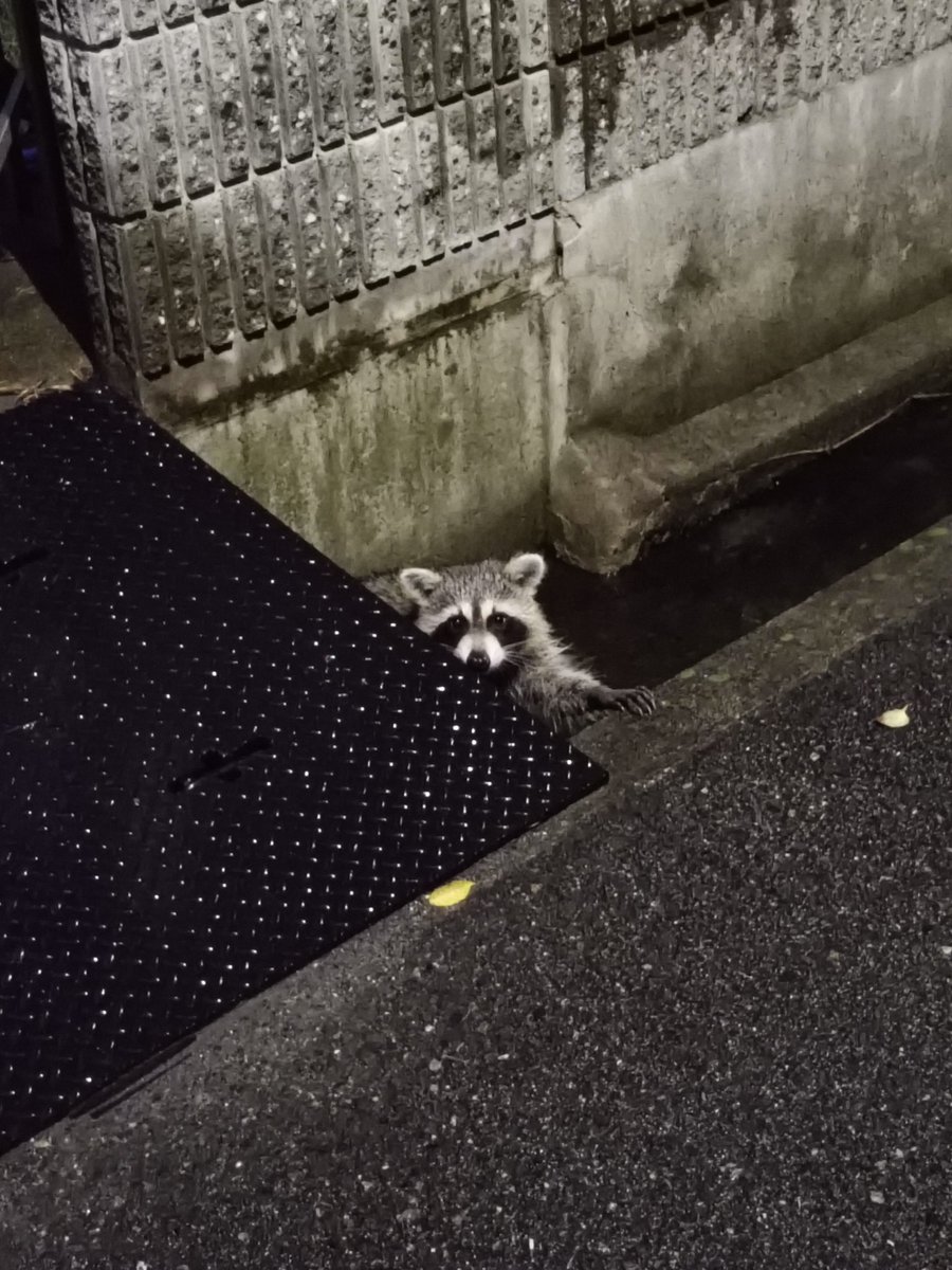 朝散歩で遭遇。君の名は？