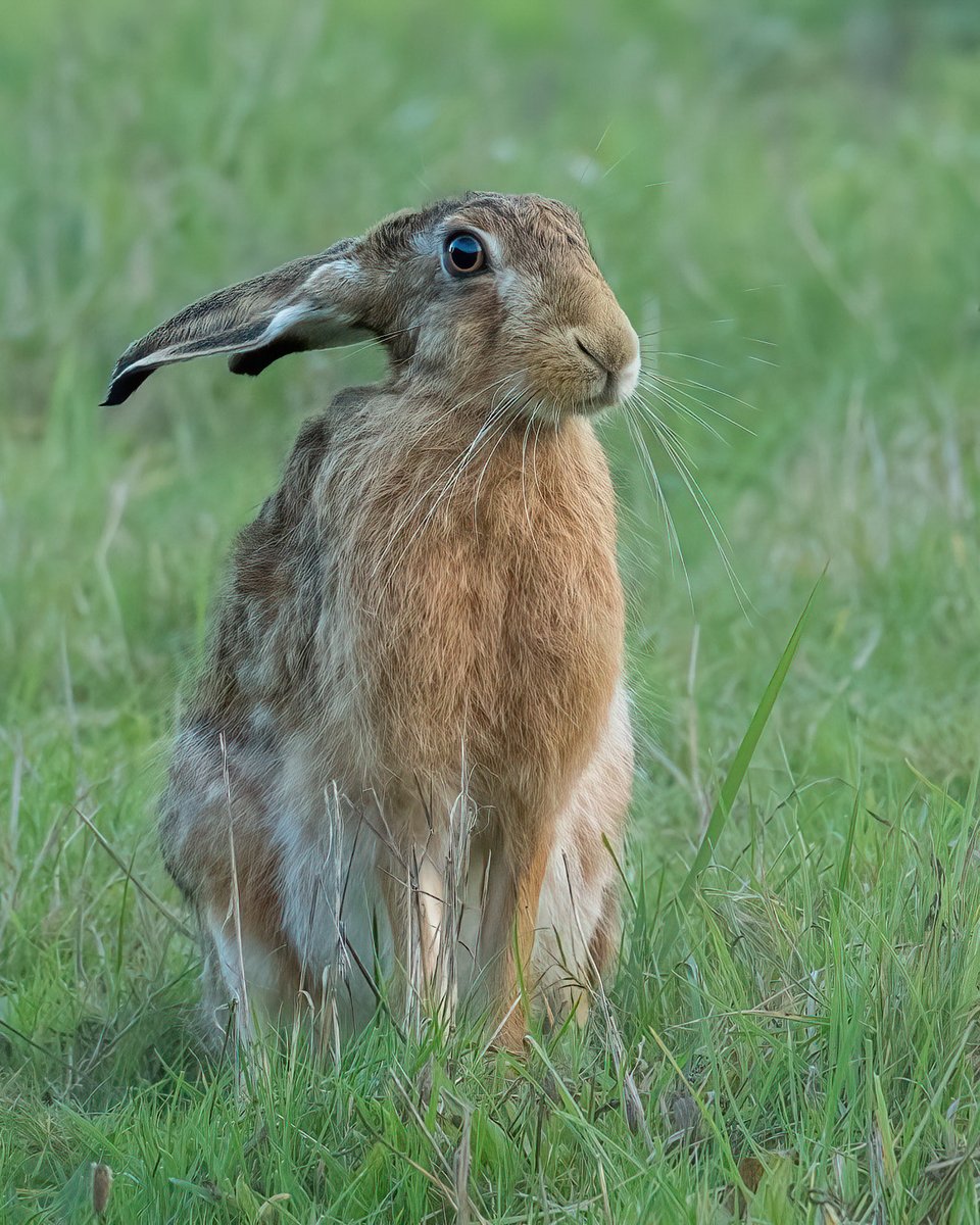 Scrubs up well don’t you think?
#hare