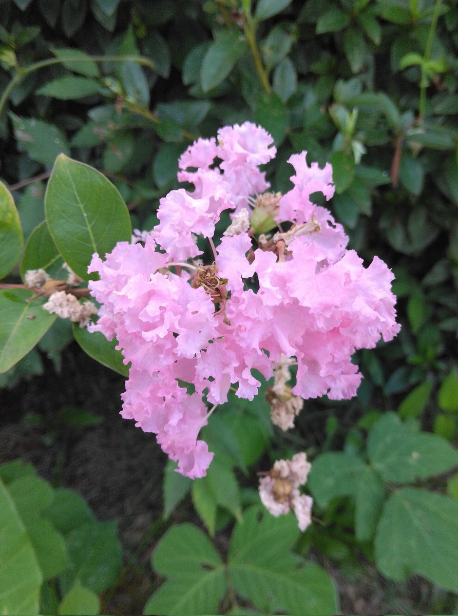 花ページ おはな adidas ZX 8000 “Hanami” Pack Celebrates Japan and