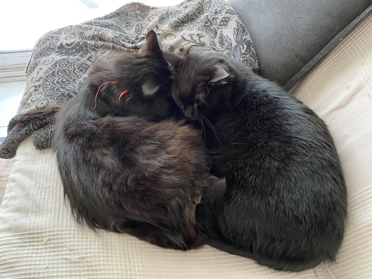 1/2
Ces 2 gentils chats recherchent en urgence une famille qui accepte de les accueillir temporairement, le temps que leur maîtresse retrouve un logement.
Ils se trouvent en Bretagne dans le Morbihan - région de Vannes . Litière et nourriture fournies.