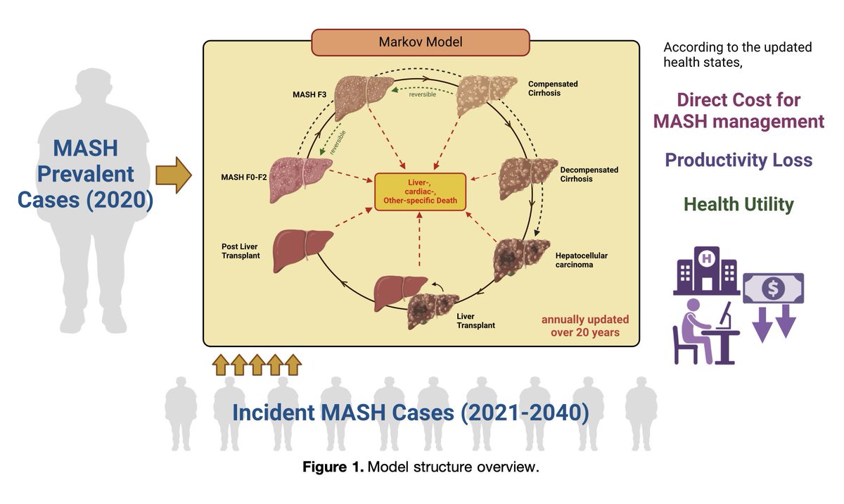 Without urgent prevention, screening, and policy
interventions, the growing MASH burden will escalate
clinical, economic, and quality-of-life consequences,
underscoring the need for timely action at
national and global levels.
<a href="/sepdigestiva/">Sociedad Española de Patología Digestiva (SEPD)</a> <a href="/AEEHLiver/">Asociación Española para el Estudio del Hígado</a> <a href="/AASLDtweets/">AASLD</a> <a href="/EASLnews/">EASLnews</a>