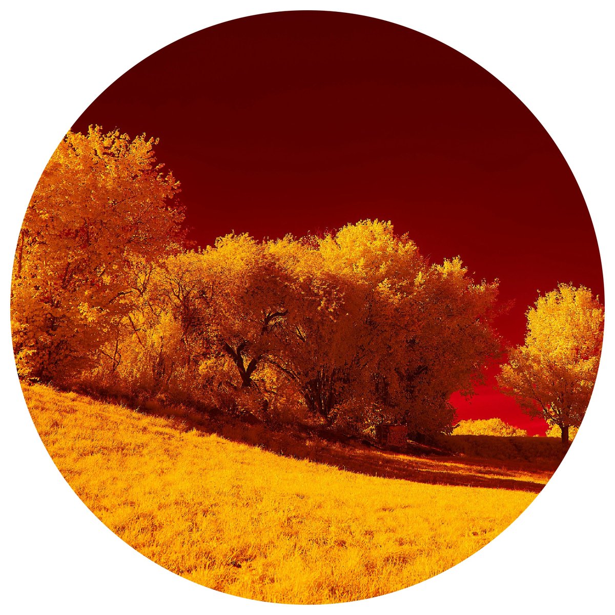 joystyck2's tweet image. Stay warm this autumn with my new Komorebi EP
8 Tracks
This Friday — October 17
Presave here: distrokid.com/hyperfollow/jo…