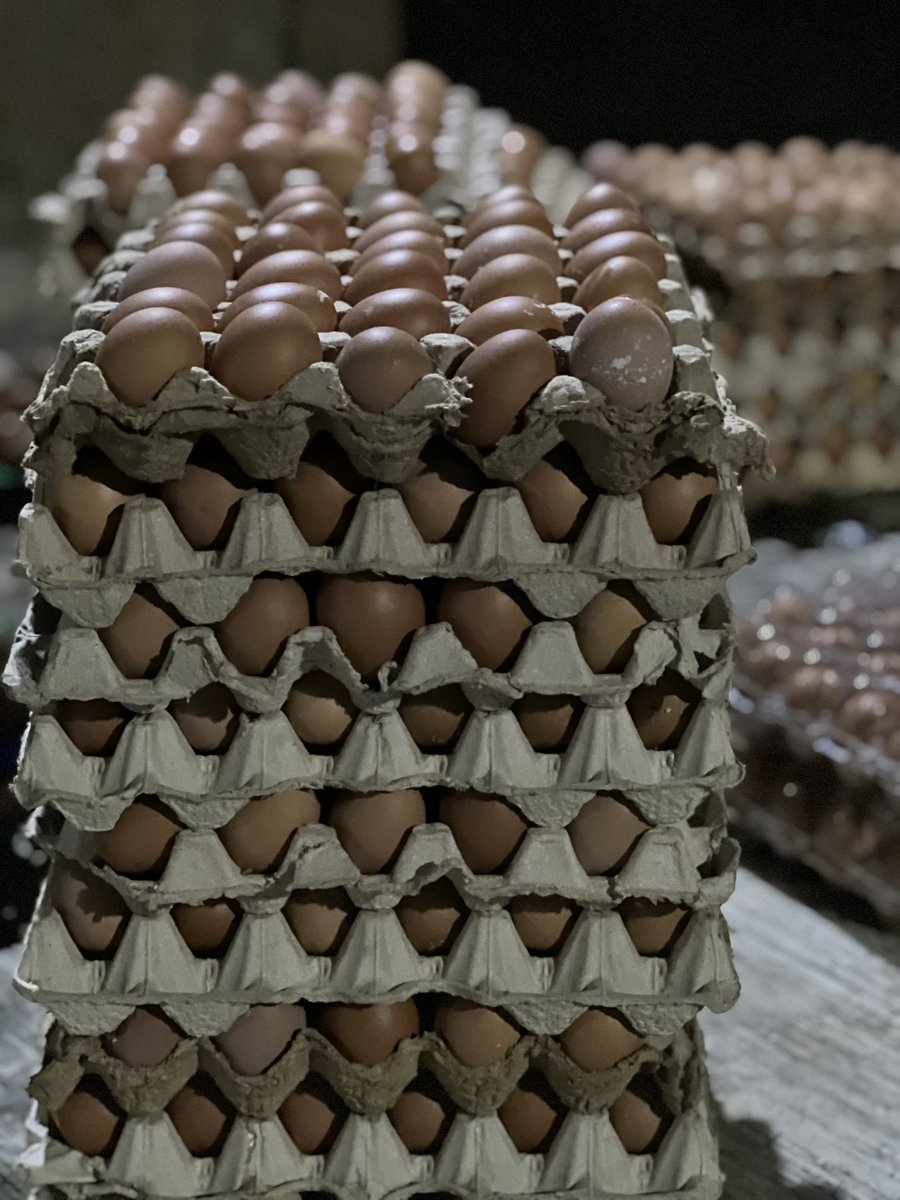 Aadamu (@arddiee) on Twitter photo Eggs off the truck and still intact no cracks, just pure egg-pertise!
Now that’s how you shell out a smooth night shift! 
See you all tomorrow with your orders.
I’ll be active and ready to attend to y’all Eggs off the truck and still intact no cracks, just pure egg-pertise!
Now that’s how you shell out a smooth night shift! 
See you all tomorrow with your orders.
I’ll be active and ready to attend to y’all