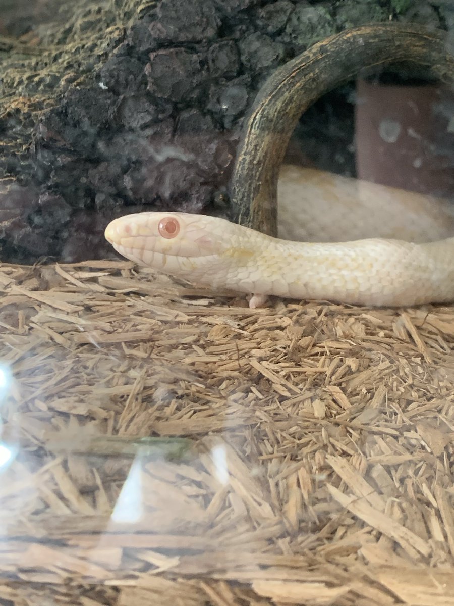 Tori 🦇🔪☠️ tweet media