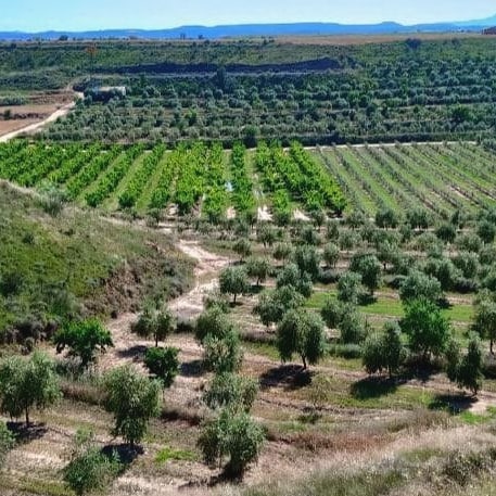Un Segrià magnífic! El temps de les olives
s'acosta!

📸 @segriasec #Segrià #TerradePonent

#Segrià #TerradePonent #SegriaTurisme
#TerresdeLleida #Lleida #Turisme #AraLleida
#ADNLleida #BiosphereDestination

@ccsegria <a href="/aralleida/">Ara Lleida</a> <a href="/catexperience/">Catalunya Experience</a>