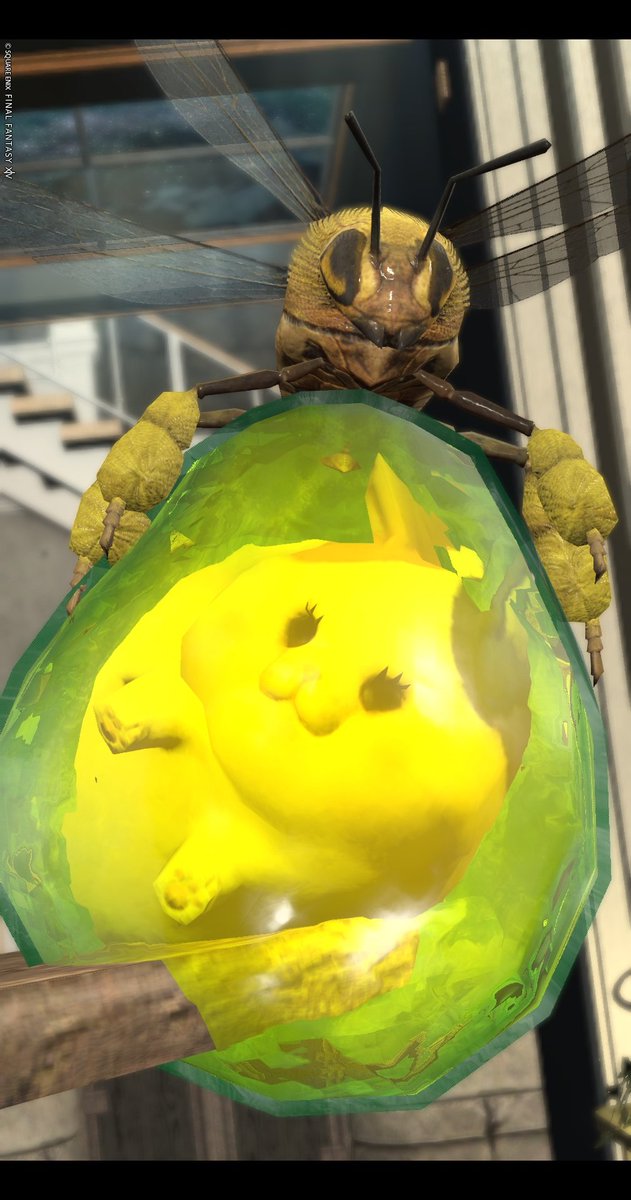 marupokodon's tweet image. ぷくぷく🐝🐈