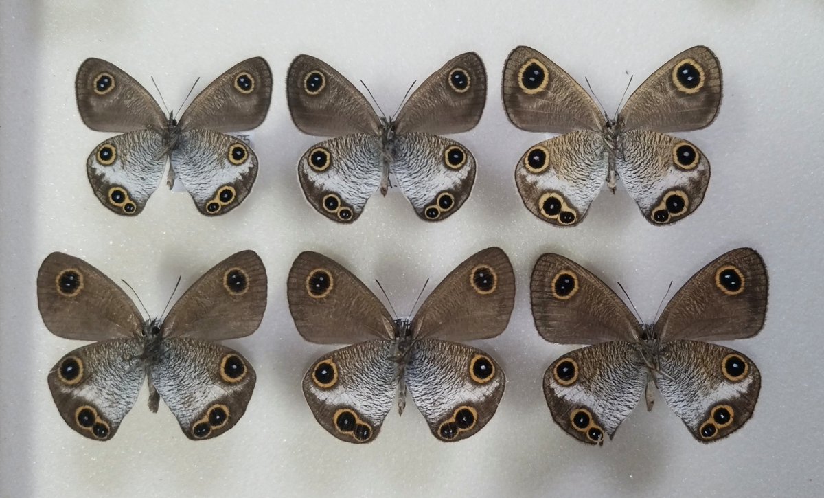 みがし tweet media