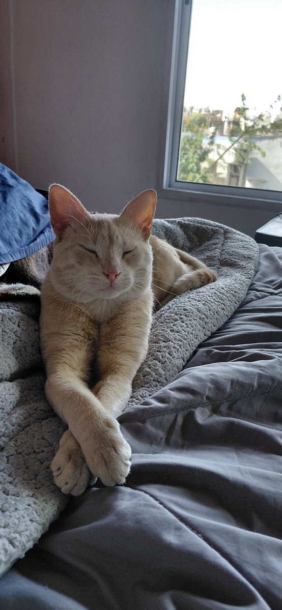 natsujas's tweet image. Hola, no me gusta hacer esto pero no tenemos la plata para costear todo.
Ayer llegamos a casa tipo 20hs y encontramos a nuestro gato actuando raro pero no sabiamos que era, no paraba de maullar, cuando lo vamos a ver y lo levantamos empieza a sangrar sin parar desde la panza... +