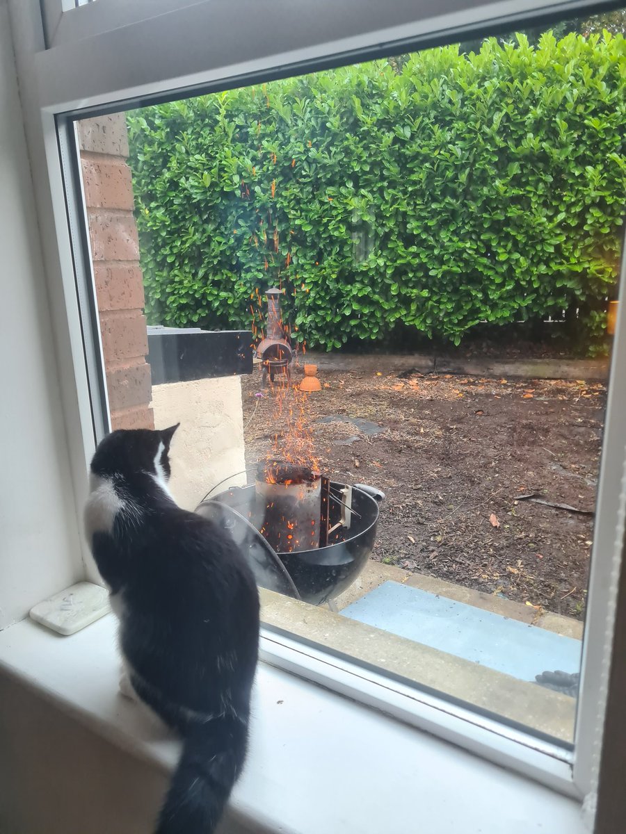 weekerwaffles's tweet image. Rosie is trying to get the BBQ sparks 😆