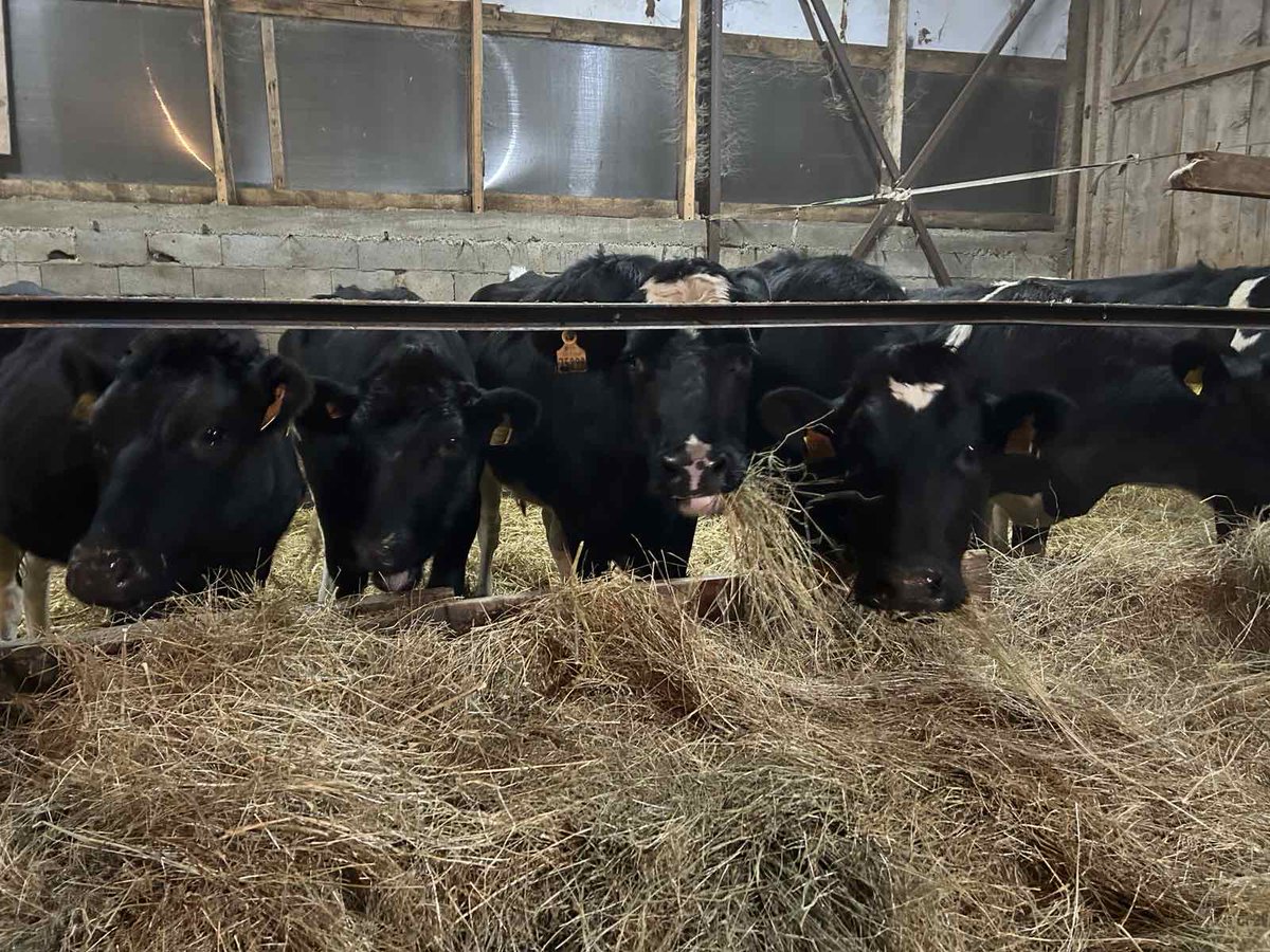 Bóthar Charity Ireland tweet media