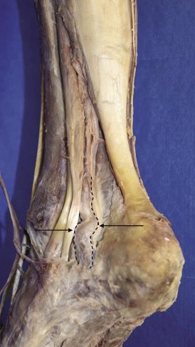 Marcos A. P. Borges, MD 🇧🇷 tweet media