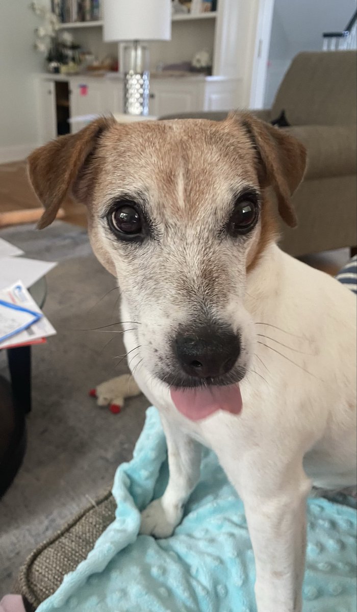 #TongueOutTuesday #dogs 🤪#Tuesday #dogsoftwitter 😛#dogsofX #zshq #LittleBear😜 
Got a bit of a wave goin on here frens! 😲🤭😂💙😌💙