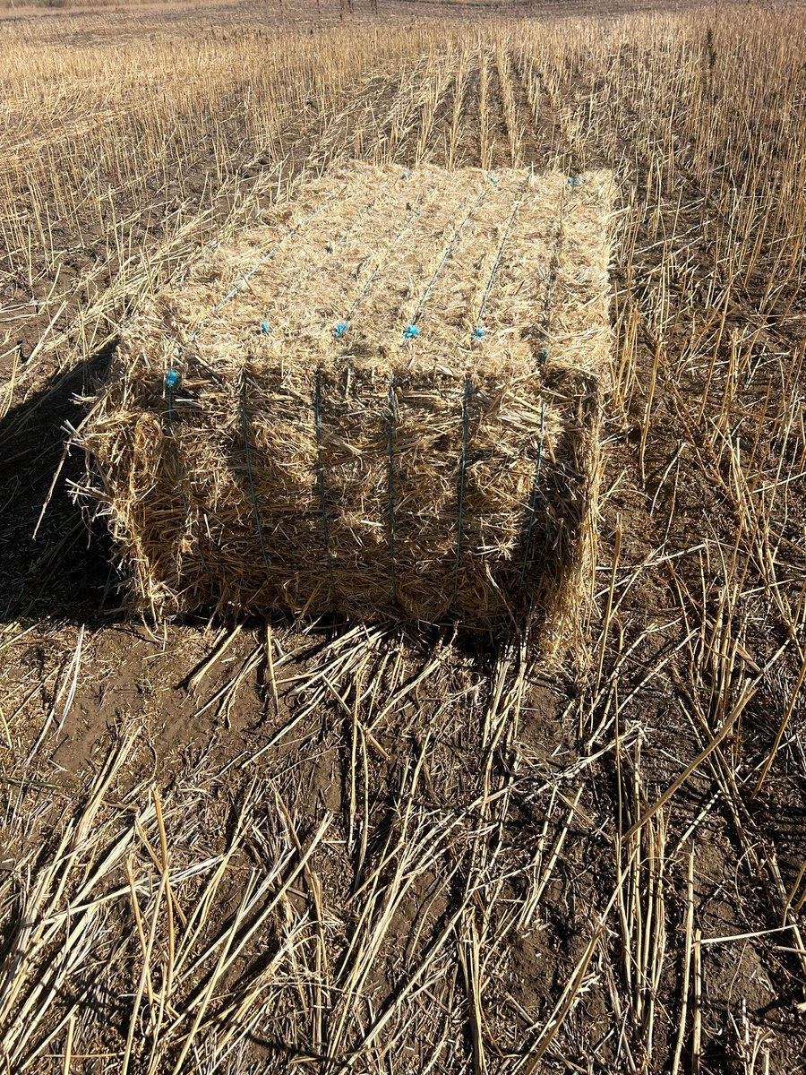 cjquaschnick tweet media