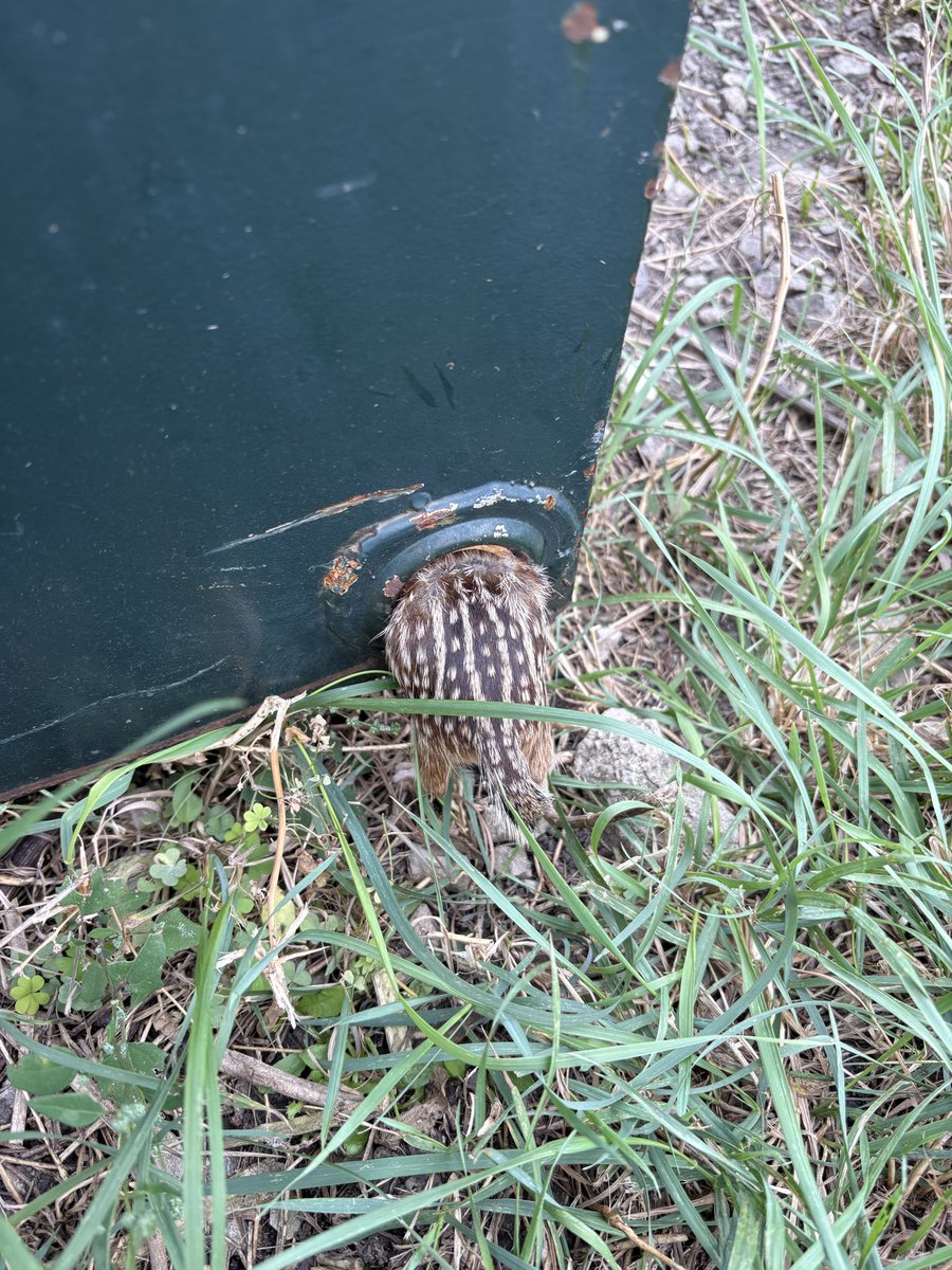 Just out here saving wild life that got stuck in the drain hole in the dumpster at work lol