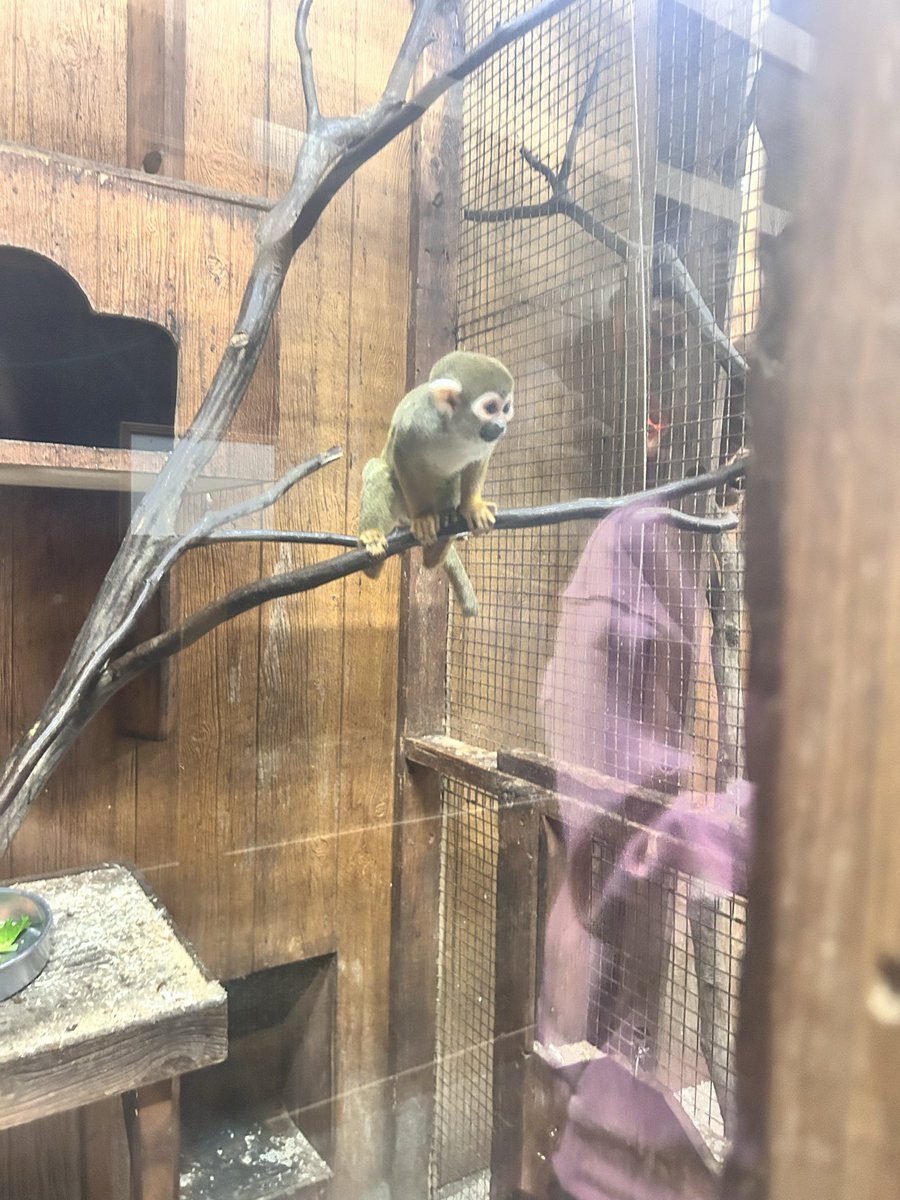 DefeatedTrill's tweet image. seen my boy koji at the zoo today man god bless