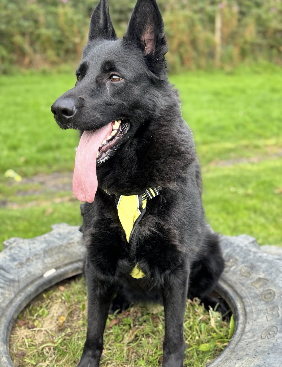 Help2Rehome Scotland tweet media