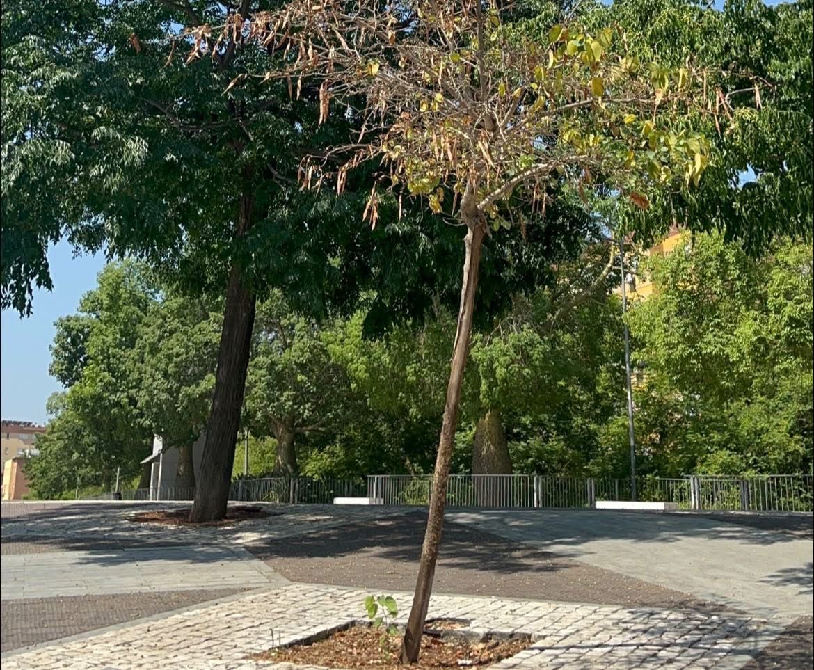 🔴⚠️Plantar árboles para la foto no es cuidar nuestros barrios

❌ En Rochelambert, Parque de la Música, Paulo Orosio y más, los árboles acaban muertos por falta de riego y mantenimiento

👉🏼Menos propaganda y más seguimiento real: calendario de riegos y cuidados, ya