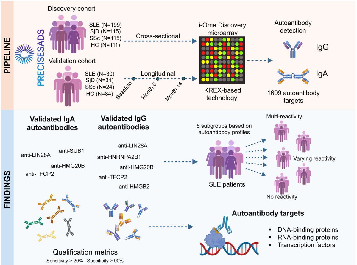 Infinity Bio Inc. (@infinitybioinc) on Twitter photo Diagnosing Lupus (SLE) is a challenge due to overlapping symptoms with other autoimmune diseases. A study by <a href="/IoannisParodis/">Ioannis Parodis</a> et al. in Annals of the Rheumatic Diseases identifies new, highly specific autoantibodies that could improve diagnostic accuracy.
Key findings include: Diagnosing Lupus (SLE) is a challenge due to overlapping symptoms with other autoimmune diseases. A study by <a href="/IoannisParodis/">Ioannis Parodis</a> et al. in Annals of the Rheumatic Diseases identifies new, highly specific autoantibodies that could improve diagnostic accuracy.
Key findings include: