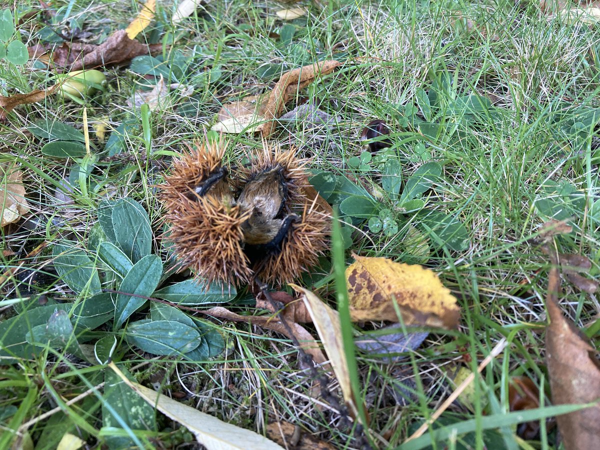 Rude małpy nie dość, że zjadły mi na działce wszystkie orzechy laskowe (bierze je wiewiórka do łapki, zbyt lekkie odrzuca bez otwierania), radzą sobie z orzechami włoskimi, to parę lat temu odkryły smak kasztanów jadalnych: pod drzewem zostają tylko łupiny.
Smacznego, rudzielce!