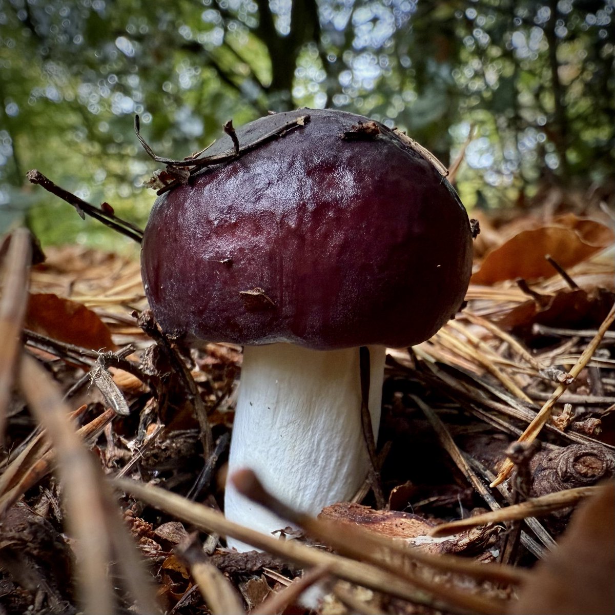 bernoid's tweet photo. So many Russulas about. #DevonMushrooms https://t.co/VQ6Uxd9UJA