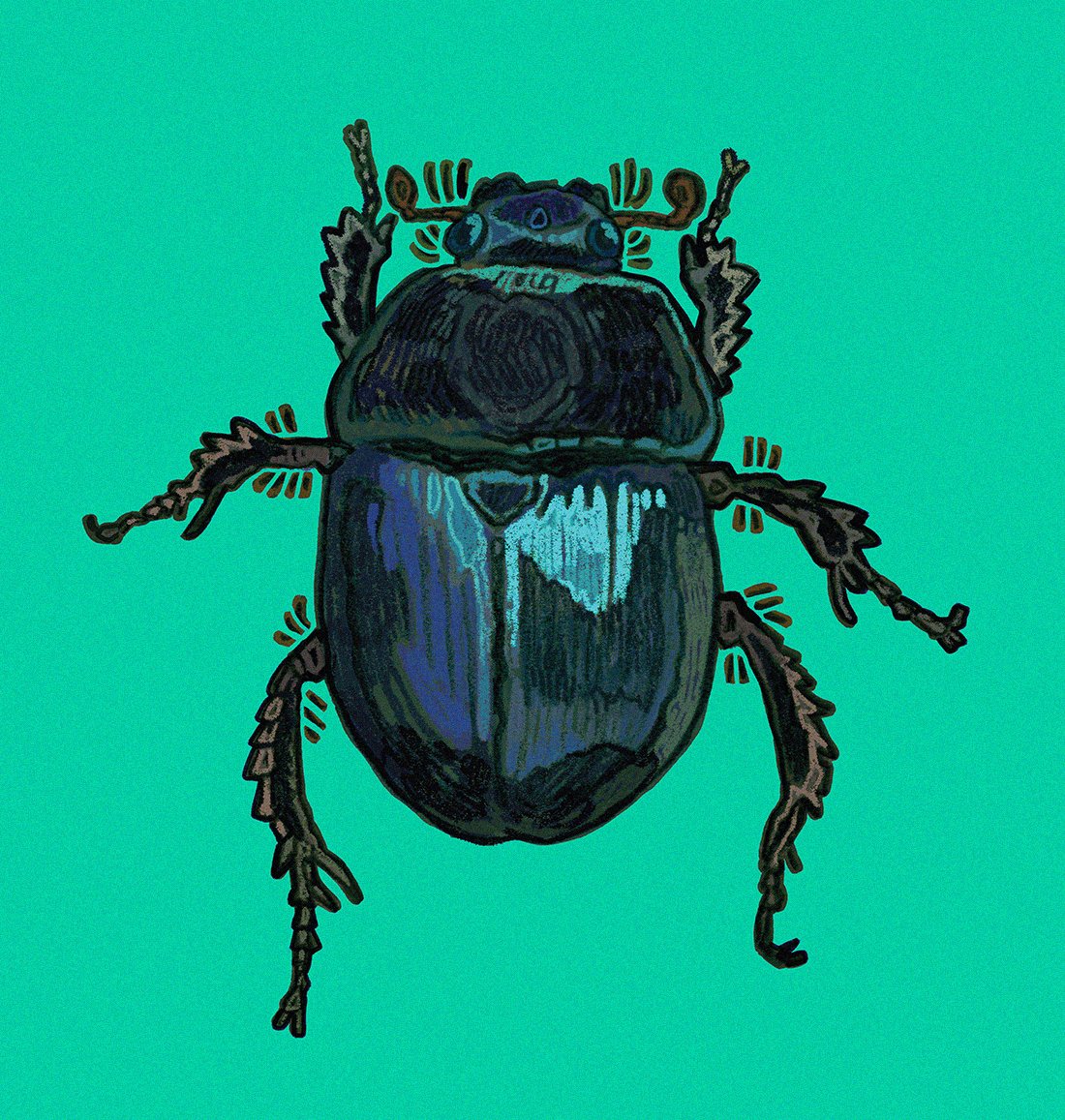 dung beetle