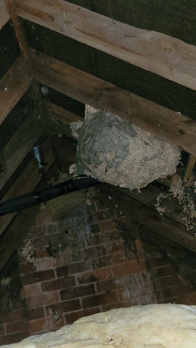 We were recently called out to service a Solar Thermal system, and found an unexpected extra installation in the loft … a very large wasps’ nest! The customer had been wondering where all the wasps were coming from — mystery solved! in #Compton #WestBerkshire