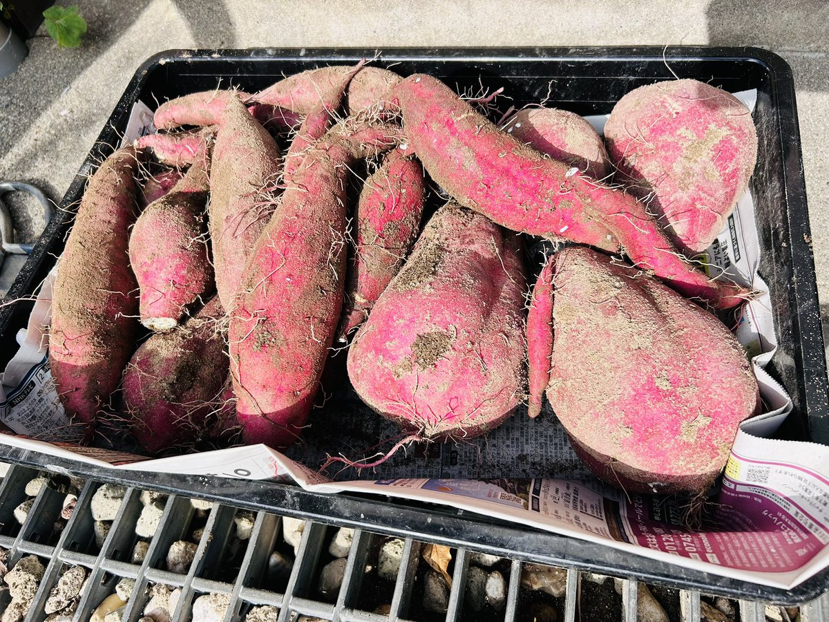 今年の秋の収穫。小さな家庭菜園から大きなサツマイモが獲れました。