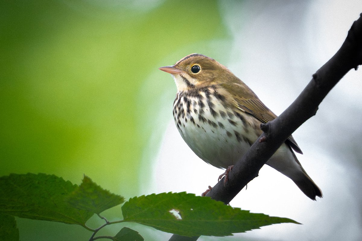 davidlei's tweet image. I love ovenbirds for how they strut around on the ground but I get most excited photographing them when they briefly perch on branches. (Central Park, New York)
#birdcpp #birding #nature