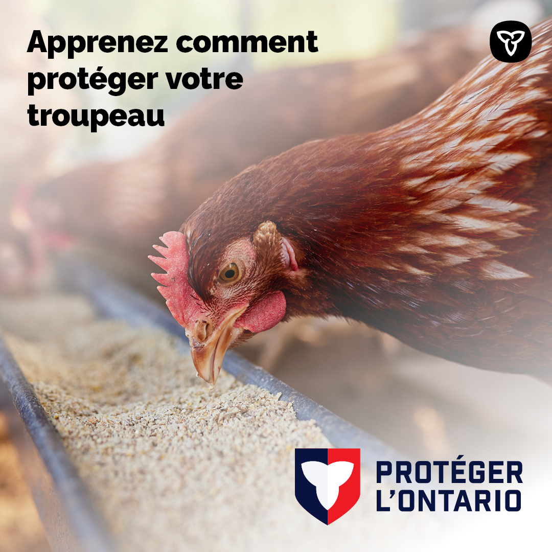 C’est la migration automnale — protégez votre troupeau avec de solides mesures de biosécurité! C’est la meilleure défense contre les maladies comme l’influenza aviaire.

Découvrez comment repérer les signes de maladie et de l’info sur l’influenza aviaire : ontario.ca/fr/page/linflu…