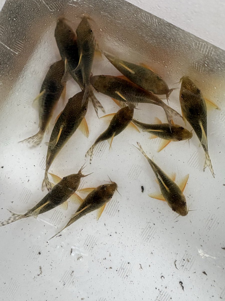 野生のゴッセイ🤗
そういえば最近めっきりゴッセイのブリード個体を見なくなりましたね😅幼魚の成長が遅いのが養殖個体が出回らない理由っぽいですね。