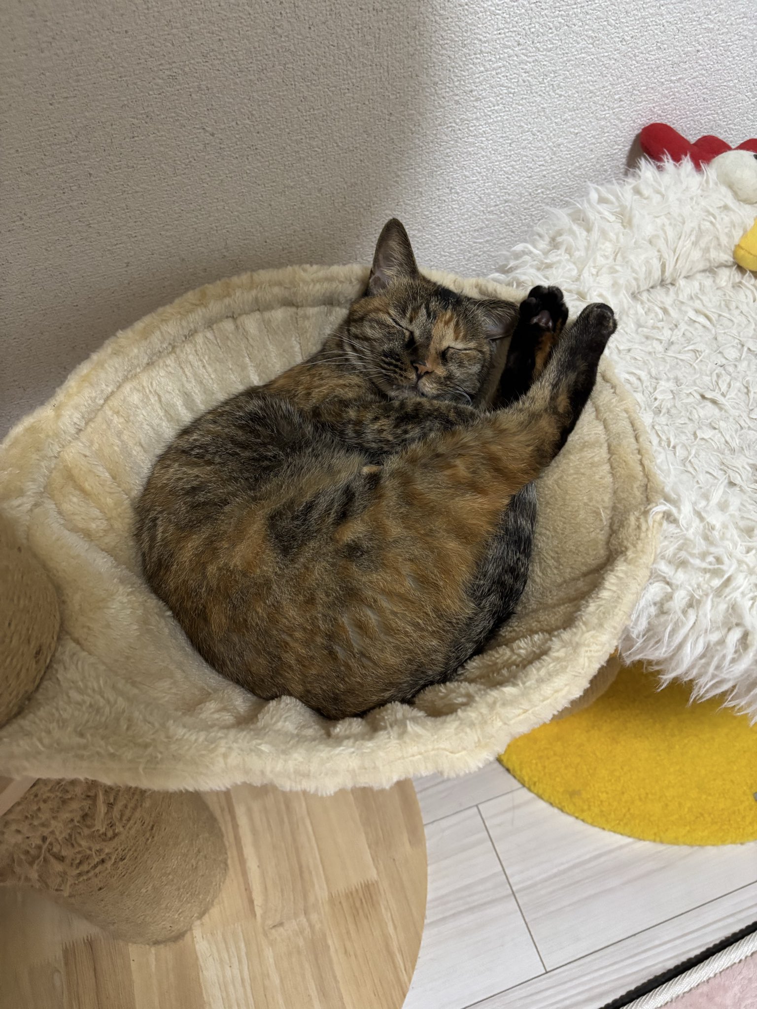 みみみ みみみちゃん (@mimimi______64) / X