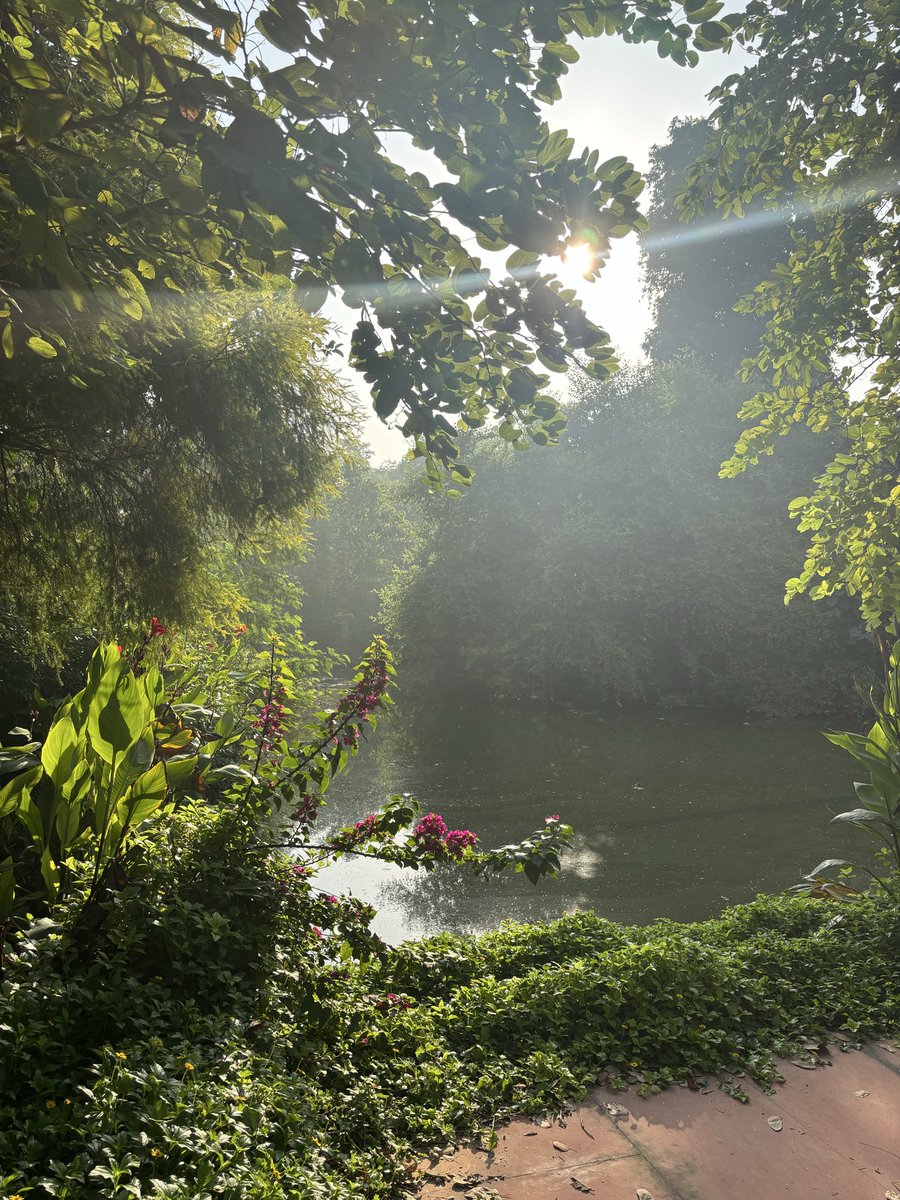 meerasapra's tweet image. Today I walked eight kilometres, watched a bunch of pretty peacocks and I had crispy dosa for dinner. 🫶🏾