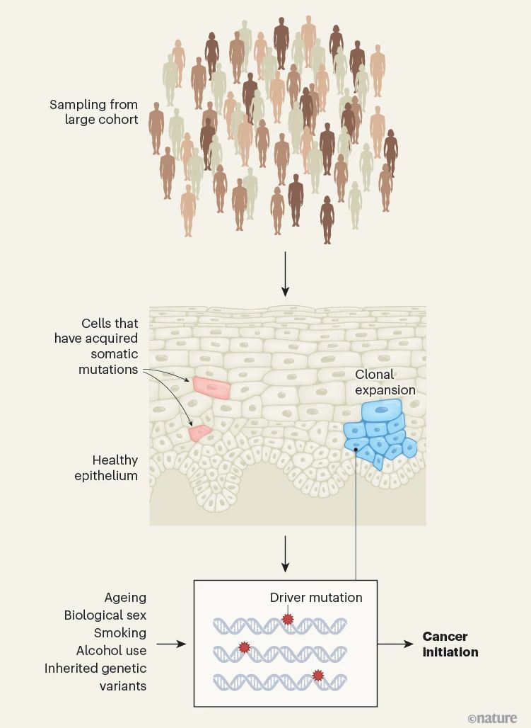 jsantoyo's tweet photo. Ultra-sensitive DNA sequencing maps mutations that precede cancer. #DNAseq #Sequencing #GeneticVariants #CancerMutations #Genomics @nature
https://t.co/rzgyFbwxGE https://t.co/f0LrrHanB8