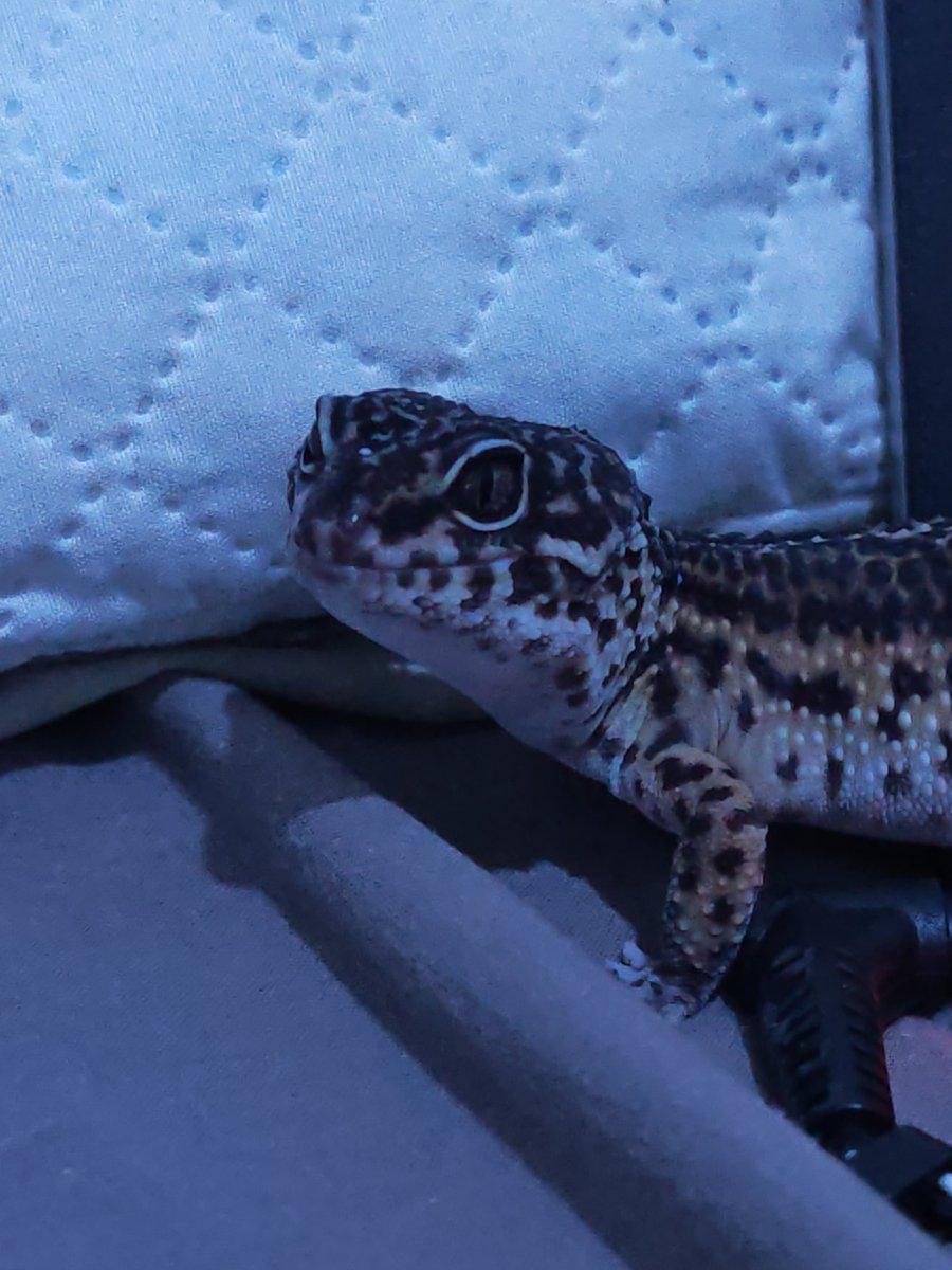 S0phie_00's tweet photo. @Oriane_rfli Noisette la gecko, Osiris le chinchilla et Éther le combattant 🥰 https://t.co/rYzxr4Jn4a